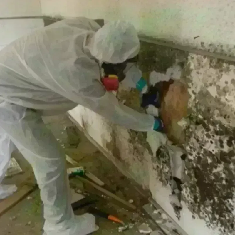 Mold Remediation and Removal in Senoia, GA